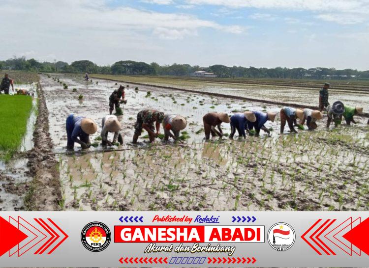 Babinsa Bergelut dengan Lumpur, Semangat Tanam Padi Bersama Petani