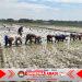 Babinsa Bergelut dengan Lumpur, Semangat Tanam Padi Bersama Petani