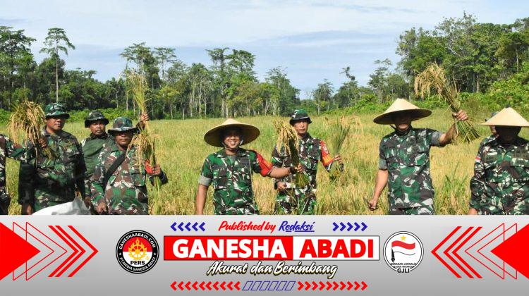 Program Ketahanan Pangan, Kodim 1710/Mimika Panen Padi Perdana