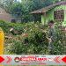 Angin Kencang Robohkan Pohon, Rumah Warga Kejayan Rusak — Respons Cepat Babinsa dan BPBD Cegah Dampak Lebih Besar