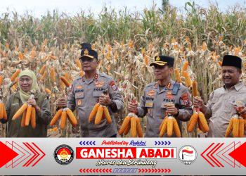 ‎Kapolda Jatim dan Gubernur Panen Jagung di Green Farm Banyuwangi Penuhi Target Swasembada Pangan