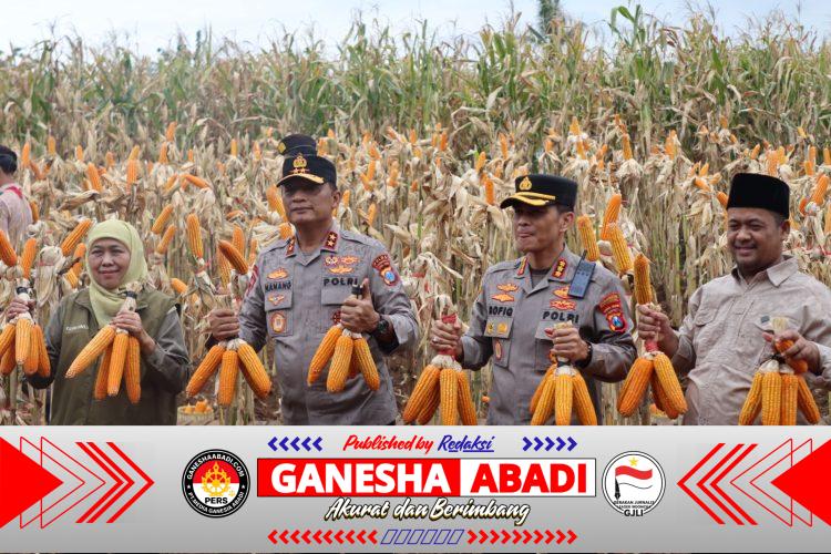 ‎Kapolda Jatim dan Gubernur Panen Jagung di Green Farm Banyuwangi Penuhi Target Swasembada Pangan