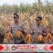 ‎Kapolda Jatim dan Gubernur Panen Jagung di Green Farm Banyuwangi Penuhi Target Swasembada Pangan