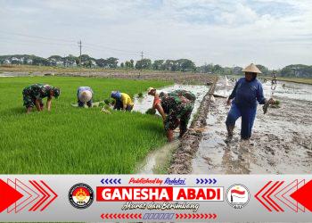 Persiapan Masa Tanam, Babinsa Bantu Petani Cabut Bibit Padi