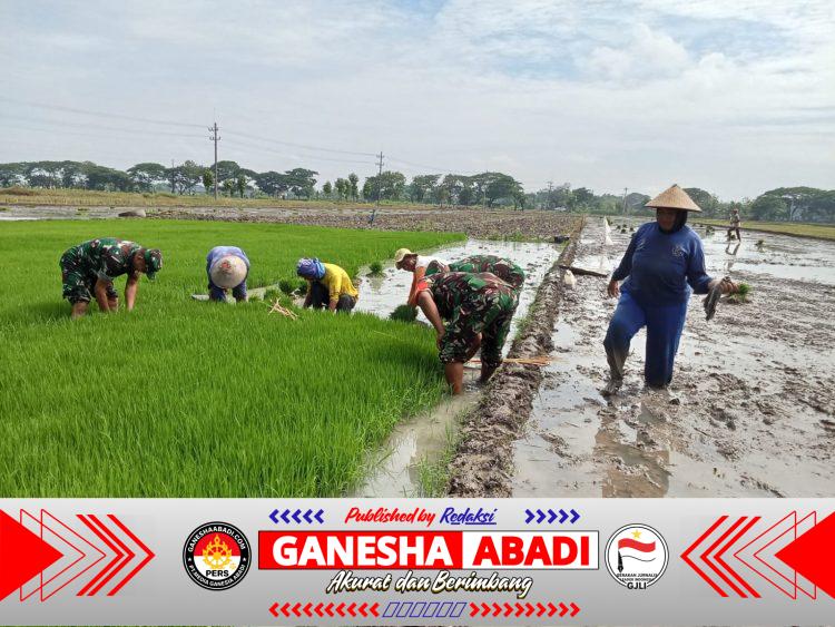 Persiapan Masa Tanam, Babinsa Bantu Petani Cabut Bibit Padi
