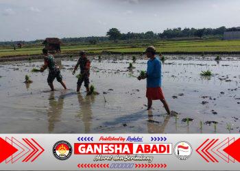 Babinsa Bantu Tanam Padi, Berharap Panen Kedepan Melimpah