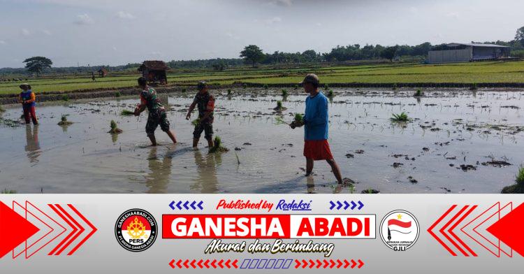 Babinsa Bantu Tanam Padi, Berharap Panen Kedepan Melimpah