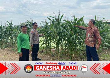 Polresta Sidoarjo Optimalkan Swasembada Pangan, Dampingi Petani Jagung di Krembung