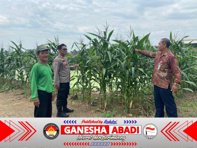 Polresta Sidoarjo Optimalkan Swasembada Pangan, Dampingi Petani Jagung di Krembung