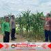 Polresta Sidoarjo Optimalkan Swasembada Pangan, Dampingi Petani Jagung di Krembung