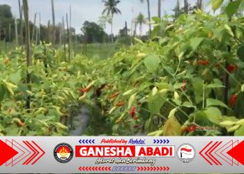 Pedagang Eceran Jadi Sorotan, Harga Pangan Maret 2026 Masih Tinggi di Berbagai Komoditas