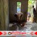 Personel TMMD Ke-127 Kodim 1514/Morotai Lanjutkan Pekerjaan Flur Lantai dan Pemasangan Lisplang RTLH