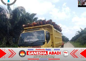 Aksi Penjarahan TBS Terang-terangan di PT Indrawan Perkasa’ Melibatkan Puluhan Massa dan Mantan Karyawan