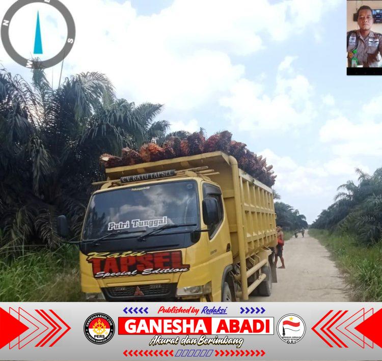 Aksi Penjarahan TBS Terang-terangan di PT Indrawan Perkasa’ Melibatkan Puluhan Massa dan Mantan Karyawan