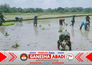 Babinsa Berjibaku dengan Lumpur, Kenakan Baju Loreng Turun ke Sawah Tanam Padi