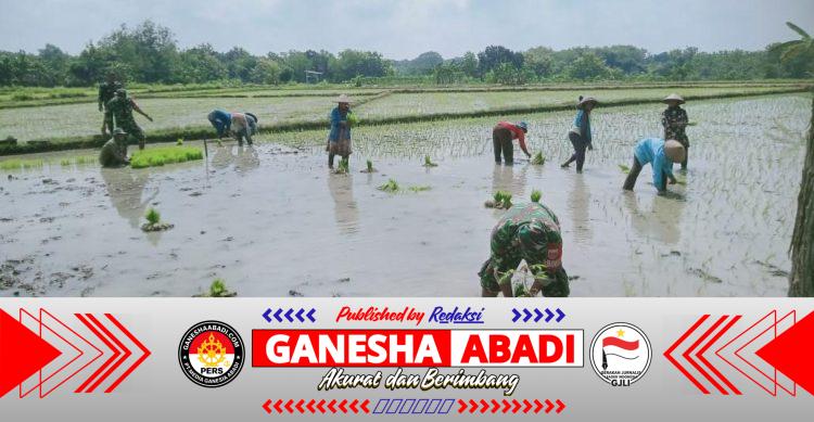 Babinsa Berjibaku dengan Lumpur, Kenakan Baju Loreng Turun ke Sawah Tanam Padi
