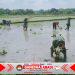 Babinsa Berjibaku dengan Lumpur, Kenakan Baju Loreng Turun ke Sawah Tanam Padi