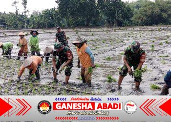 Dukung Swasembada Pangan, Babinsa Bantu Tanam Padi Petani