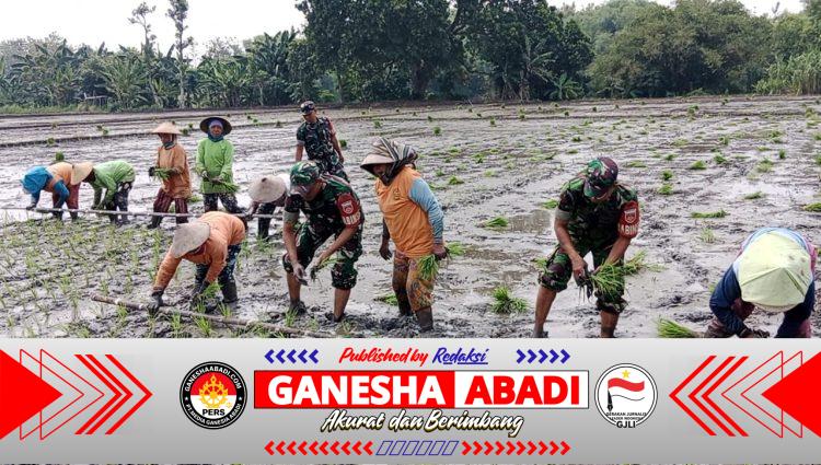 Dukung Swasembada Pangan, Babinsa Bantu Tanam Padi Petani