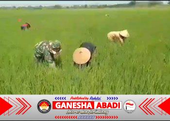 Babinsa Turun Tangan Bantu Petani Basmi Gulma Padi