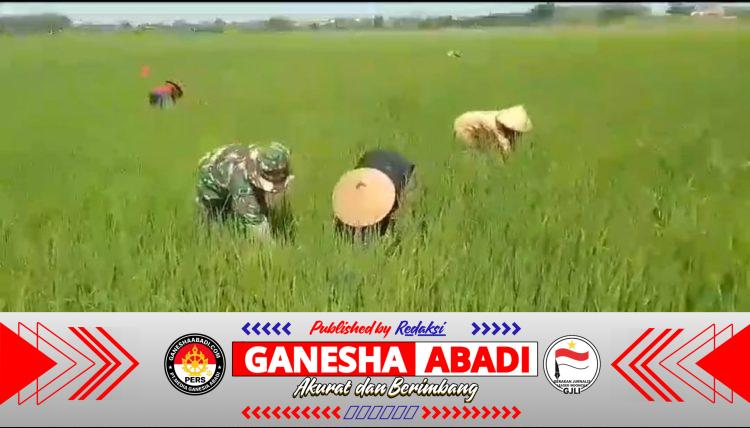 Babinsa Turun Tangan Bantu Petani Basmi Gulma Padi