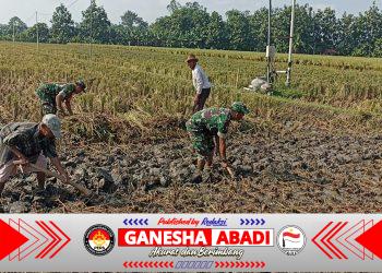 Babinsa Turun Langsung Bantu Petani Mencangkul Sawah