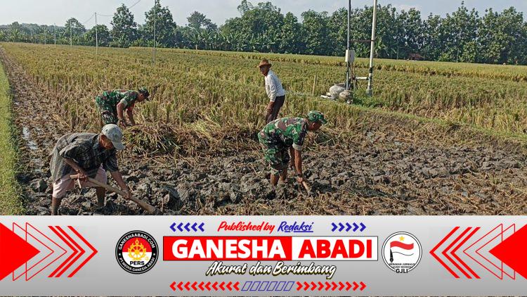 Babinsa Turun Langsung Bantu Petani Mencangkul Sawah