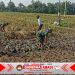 Babinsa Turun Langsung Bantu Petani Mencangkul Sawah