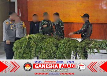 Satgas Swasembada Berhasil Ungkap Ladang Ganja di Pegunungan Bintang, Puluhan Tanaman Siap Panen Diamankan