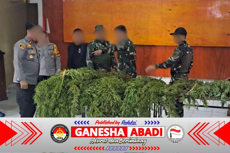 Satgas Swasembada Berhasil Ungkap Ladang Ganja di Pegunungan Bintang, Puluhan Tanaman Siap Panen Diamankan