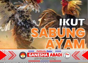 Dugaan Judi Sabung Ayam di Sumenep Menguat, Aparat Didesak Bertindak Tegas dan Transparan