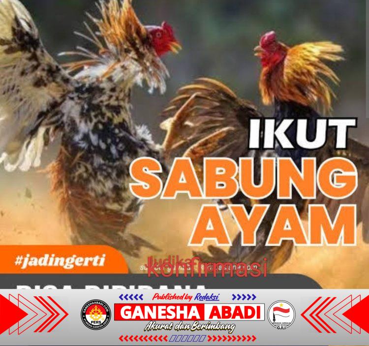 Dugaan Judi Sabung Ayam di Sumenep Menguat, Aparat Didesak Bertindak Tegas dan Transparan