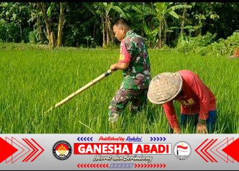 Hama Gulma Jadi Perhatian Khusus, Babinsa Dampingi Petani Lakukan Pembersihan Lahan 