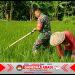 Hama Gulma Jadi Perhatian Khusus, Babinsa Dampingi Petani Lakukan Pembersihan Lahan 