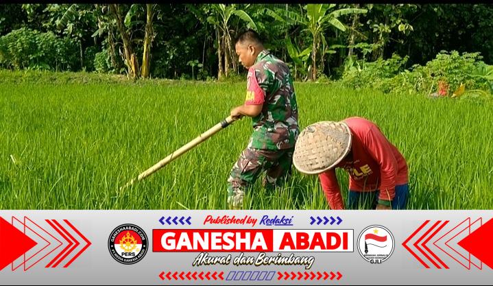 Hama Gulma Jadi Perhatian Khusus, Babinsa Dampingi Petani Lakukan Pembersihan Lahan