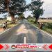 Kecelakaan Maut di Selogiri, Satu Pengendara Tewas di Lokasi Kejadian