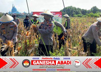 Polsek Taman Panen Jagung Serentak di Lahan Lingkar Mas Sepanjang, Dukung Ketahanan Pangan Nasional