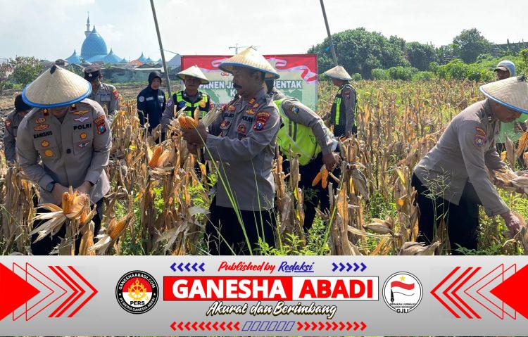 Polsek Taman Panen Jagung Serentak di Lahan Lingkar Mas Sepanjang, Dukung Ketahanan Pangan Nasional