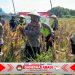 Polsek Taman Panen Jagung Serentak di Lahan Lingkar Mas Sepanjang, Dukung Ketahanan Pangan Nasional