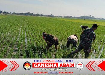 Sengkuyung Ketahanan Pangan, Babinsa Sragen Ikut ‘Matun’ Padi di Sawah