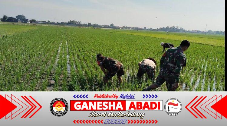 Sengkuyung Ketahanan Pangan, Babinsa Sragen Ikut ‘Matun’ Padi di Sawah