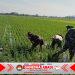 Sengkuyung Ketahanan Pangan, Babinsa Sragen Ikut ‘Matun’ Padi di Sawah