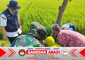 500 Pohon Buah Ditanam TMMD Kodim 0725/Sragen untuk Masa Depan Desa
