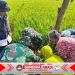 500 Pohon Buah Ditanam TMMD Kodim 0725/Sragen untuk Masa Depan Desa