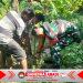 Hari ini Koramil 03 Serengan & Warga RT 01/09 Serengan Panen Raya Pisang dan Singkong