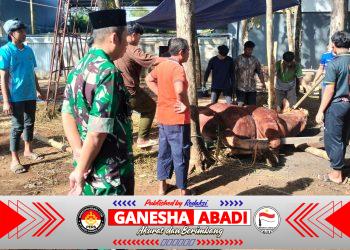 Sapi Kurban Presiden RI Seberat 970 Kg Disembelih di Ponpes Citra Suhada Jatisrono, Warga Antusias Hadiri Kegiatan