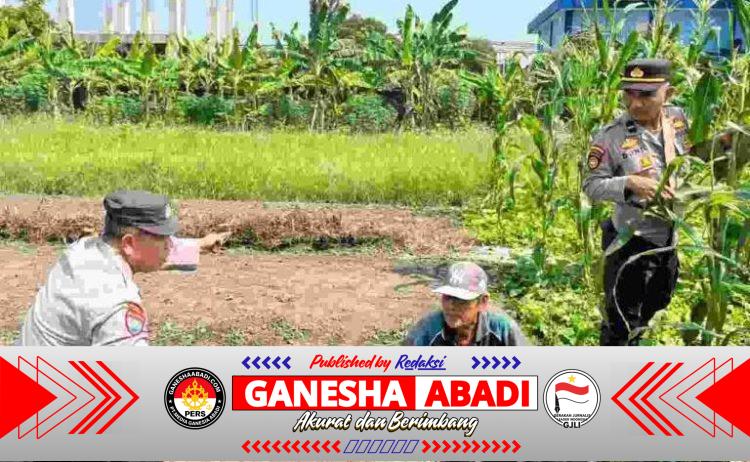 Polisi Cinta Petani Polsek Sedati Dukung Swasembada Pangan Nasional