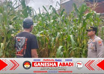 Dukung Ketahanan Pangan, Bhabinkamtibmas Polsek Gambiran Pantau Panen Jagung Warga di Desa Purwodadi
