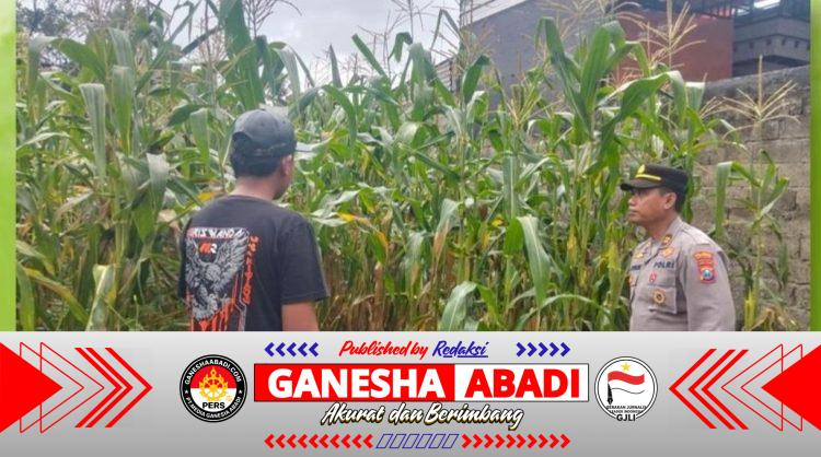 Dukung Ketahanan Pangan, Bhabinkamtibmas Polsek Gambiran Pantau Panen Jagung Warga di Desa Purwodadi
