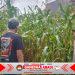 Dukung Ketahanan Pangan, Bhabinkamtibmas Polsek Gambiran Pantau Panen Jagung Warga di Desa Purwodadi